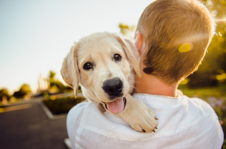 Essential Aspects Before Adopting a Dog