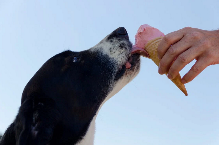 Worst Feeding Mistakes That Can Hurt Your Dog